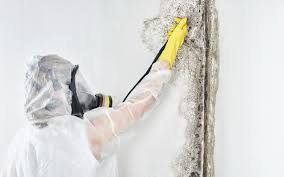 Best Attic Mold Removal  in Dallastown, PA